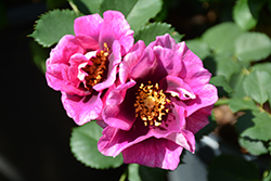 Eyeconic Plum Lemonade Rose (Rosa 'Sprolemlav') at Stonegate Gardens