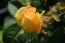 Gold Struck Rose (Rosa 'Gold Struck') at Stonegate Gardens