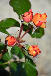 Veranda Mango Rose (Rosa 'KORfloci109') at Lakeshore Garden Centres