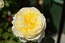 The Poet's Wife Rose (Rosa 'The Poet's Wife') at Lakeshore Garden Centres