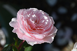 Wisely 2008  Rose (Rosa 'Ausbreeze') at Lakeshore Garden Centres