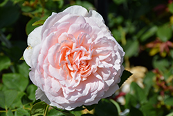 The Lady Gardener Rose (Rosa 'Ausbrass') at Lakeshore Garden Centres