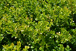 Green Beauty Boxwood (Buxus 'Green Beauty') at Lakeshore Garden Centres