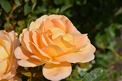 Lady Of Shalott Rose (Rosa 'Ausnyson') at Stonegate Gardens