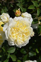 The Pilgrim Rose (Rosa 'The Pilgrim') at Stonegate Gardens
