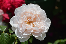 The Generous Gardener Rose (Rosa 'Ausdrawn') at Stonegate Gardens