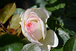 Eden Rose (Rosa 'Meiviolin') at Stonegate Gardens
