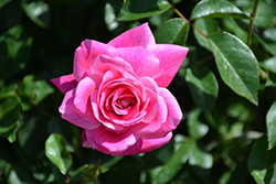 Brilliant Pink Iceberg Rose (Rosa 'Brilliant Pink Iceberg') at Stonegate Gardens
