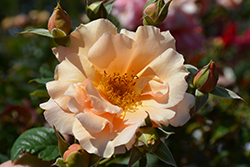 Apricot Candy Rose (Rosa 'Meibidull') at Lakeshore Garden Centres