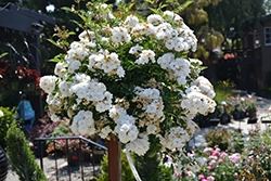 Pretty Polly White Rose (Rosa 'Zlepoltwo') at Lakeshore Garden Centres