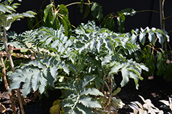 Honey Bush (Melianthus major) at Lakeshore Garden Centres