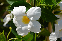 Sunvilla White Mandevilla (Mandevilla 'MANZ0020') at Lakeshore Garden Centres