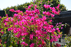 Miami Pink Bougainvillea (Bougainvillea 'Miami Pink') at Lakeshore Garden Centres