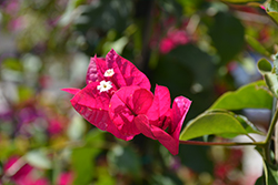 Miami Pink Bougainvillea (Bougainvillea 'Miami Pink') at Lakeshore Garden Centres