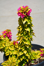 Pixie Queen Bougainvillea (Bougainvillea 'Pixie Queen') at Lakeshore Garden Centres