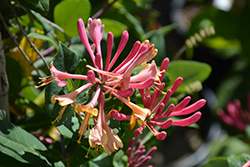 Goldflame Honeysuckle (Lonicera x heckrottii) at Lakeshore Garden Centres