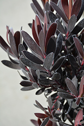 Ebony Conebush (Leucadendron 'Ebony') at Lakeshore Garden Centres