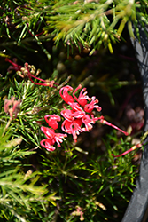 Scarlet Sprite Grevillea (Grevillea 'Scarlet Sprite') at Stonegate Gardens