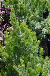 Coastal Wooly Bush (Adenanthos sericeus) at Lakeshore Garden Centres