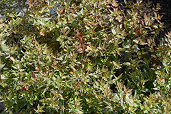 Lucky Lots Abelia (Abelia x grandiflora 'Wevo01') at Stonegate Gardens