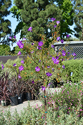 Mood Indigo Lilac Hibiscus (Alyogyne huegelii 'Mood Indigo') at Stonegate Gardens