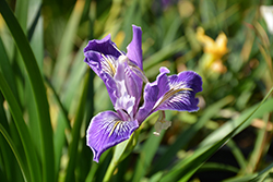 Douglas Iris (Iris douglasiana) at Stonegate Gardens