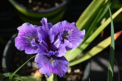 Alta California Iris (Iris x douglasiana 'Alta California') at A Very Successful Garden Center
