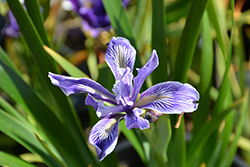 Benitoite Blue Iris (Iris x douglasiana 'Benitoite Blue') at Stonegate Gardens