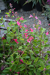 Pink Pong Salvia (Salvia 'Pink Pong') at Lakeshore Garden Centres