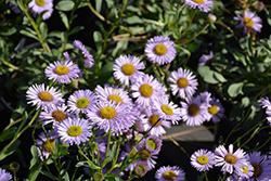 Wayne Roderick Seaside Daisy (Erigeron glaucus 'Wayne Roderick') at Lakeshore Garden Centres
