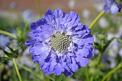 Fama Blue Pincushion Flower (Scabiosa caucasica 'Fama Blue') at Stonegate Gardens