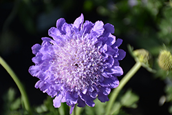 Giga Blue Pincushion Flower (Scabiosa columbaria 'Giga Blue') at A Very Successful Garden Center