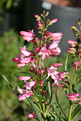 Pristine Pink Beardtongue (Penstemon barbatus 'Pristine Pink') at A Very Successful Garden Center