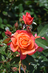Disneyland Rose (Rosa 'JACmouse') at Lakeshore Garden Centres