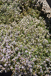 Rose Williams Thyme (Thymus 'Rose Williams') at Stonegate Gardens