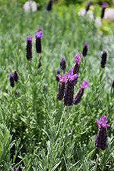 Winter Bee Lavender (Lavandula stoechas 'Winter Bee') at Stonegate Gardens