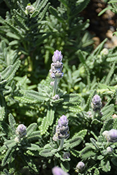 French Lavender (Lavandula dentata) at Stonegate Gardens