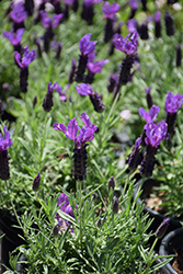 Javelin Forte Deep Purple Lavender (Lavandula stoechas 'Javelin Forte Deep Purple') at Lakeshore Garden Centres