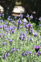 Fernleaf Lavender (Lavandula multifida) at Stonegate Gardens