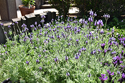 Fernleaf Lavender (Lavandula multifida) at Stonegate Gardens