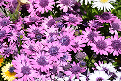 4D Dark Violet + White African Daisy (Osteospermum 'KLEOE14225') at Lakeshore Garden Centres