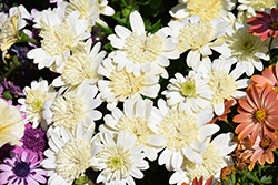 4D White African Daisy (Osteospermum 'KLEOE21634') at Stonegate Gardens