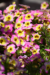 Premier Diva Hot Pink Calibrachoa (Calibrachoa 'Premier Diva Hot Pink') at Lakeshore Garden Centres