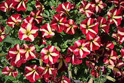 ColorRush Merlot Star Petunia (Petunia 'Balcushmers') at Stonegate Gardens