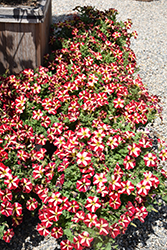ColorRush Merlot Star Petunia (Petunia 'Balcushmers') at Lakeshore Garden Centres