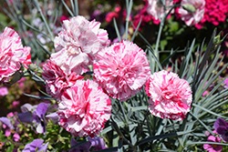 Cosmic Red Swirl Pinks (Dianthus 'Cosmic Red Swirl') at Stonegate Gardens