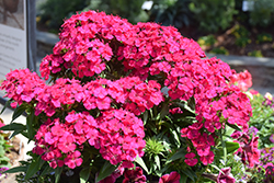 Amazon Neon Purple Pinks (Dianthus 'PAS247290') at Lakeshore Garden Centres