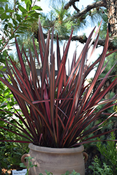 Tigre Red New Zealand Flax (Phormium 'Tigre Red') at Stonegate Gardens