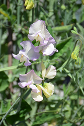 Old Spice Sweet Pea Mix (Lathyrus odoratus 'Old Spice Mix') at Stonegate Gardens