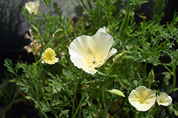 White California Poppy (Eschscholzia californica 'Alba') at Stonegate Gardens